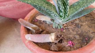 Gasteria succulent plant propagation update [upl. by Llevra]