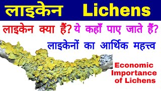 लाइकेन Lichens  लाइकेनों का आर्थिक महत्त्व Economic Importance of Lichens  Lichens Habitat [upl. by Anirt]