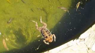 SapoBoi caiu na piscina Nilton Landim na Gruta da Lapinha MG  Brasil [upl. by Olsson]