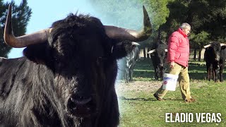 Dando de Comer a los TOROS BRAVOS con el ganadero Eladio Vegas 2022 [upl. by Parthenia]