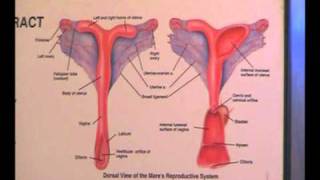 Equine Reproductive Ultrasound Techniques [upl. by Bergess]