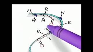 Amino Acids 7 The alpha helix secondary structure of Proteins [upl. by Janith695]