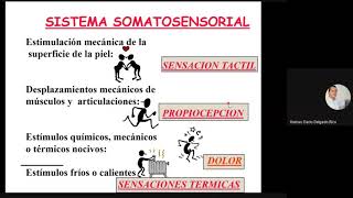 DelgadoHD ♦ Somatoestesia [upl. by Leasa]