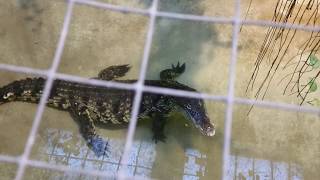 Crocodile du Nil au Reptilarium de la Ménagerie du Jardin des Plantes de Paris 020817  HD [upl. by Yolane]