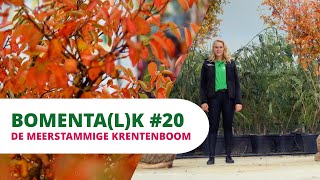 BOMENTALK 20  De Meerstammige Krentenboom [upl. by Dworman]