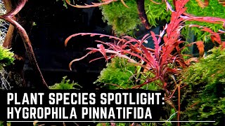 Plant Species Spotlight Hygrophila Pinnatifida  How to Care for Grown and Propagate Hygrophila [upl. by Erde]