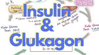 Hormon Insulin dan Glukagon  Mekanisme Kontrol Glukosa [upl. by Gaultiero]