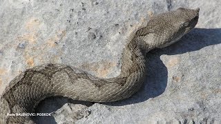 Nosehorned Viper Poskok Velebit [upl. by Wendt]