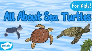 All About Sea Turtles for Kids  The Life Cycle of a Sea Turtle  Sea Turtle Facts [upl. by Urson909]