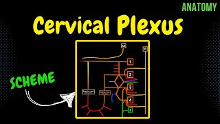 Cervical Plexus EASY Scheme  Anatomy [upl. by Eseilana18]