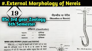 External Morphology of Nereis in hindi  Nereis Part1  BSc 3rd year Zoology 5th Semester [upl. by Pearlstein]