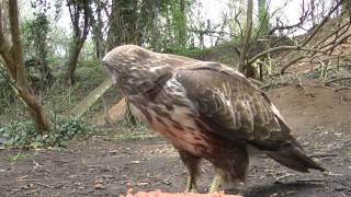 Buzzard Swoops at Squirrel [upl. by Nuhs]