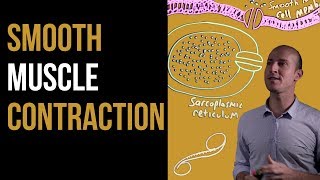 1 Minute Recap  Smooth Muscle Contraction [upl. by Pollard]