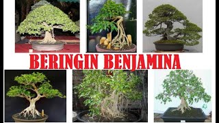 Kumpulan Inspirasi Bonsai Beringin Benjamina [upl. by Dera217]