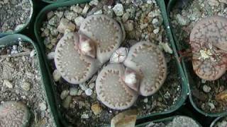 Amazing Mesembs  Lithops part 6 [upl. by Jeff23]