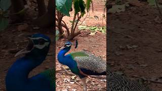 Peacock’s mesmerising voice 🔊😇 Nature’s Therapy😍 [upl. by Storfer]