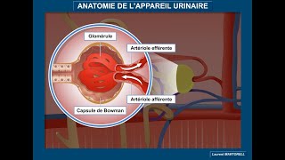 Anatomie de lappareil urinaire et du néphron [upl. by Ariaet860]