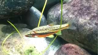 Mountain Redbelly Dace  Phoxinus oreas [upl. by Aloivaf]