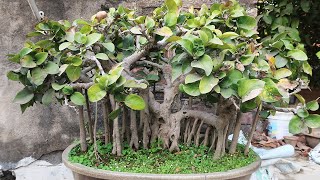 Ficus Benghalensis Bonsai  50 Years Old [upl. by Aubin278]