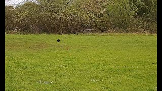 Owl Lodge Lacock Sporting clays Browning B725 7th April 2024 [upl. by Rosalind]