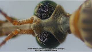 Exploring Tipula californica California cranefly under a Microscope [upl. by Dierdre516]