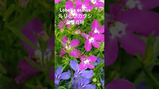 Lobelia erinusロベリア로벨리아 꽃말quot시들지않는 사랑quot 瑠璃溝隠ルリチョウソウ瑠璃蝶草ルリチョウチョウ瑠璃蝶々魯別利亜 꽃이름 flower name 花の名前 [upl. by Burdett472]