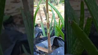 rootstock grafting techniques on seedling EP252 [upl. by Berton803]