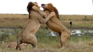 Wildlife Two Lions Fight to See Whos King [upl. by Einnor1]