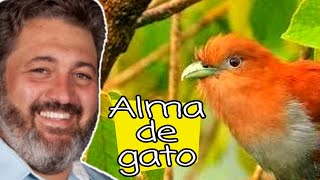 Alma de gato  Tudo sobre esse lindo e misterioso pássaro [upl. by Akire]