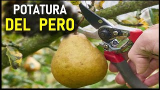 POTATURA DEL PERO [upl. by Aerdno863]