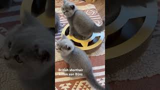 British shorthair kitten Blue [upl. by Ilarin]