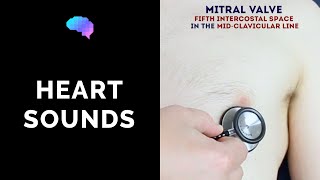 Heart murmur sounds cardiac auscultation sounds  UKMLA  CPSA [upl. by Sidnee445]