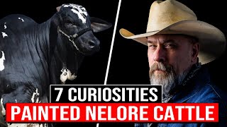 🔴 7 Curiosities About The Painted NELORE Cattle Breed ✅ Biggest Bulls And Cows nelore [upl. by Irena]