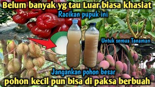 Luar biasa Racikan pupuk ini  Bisa Memaksa semua tanaman berbuah Lebat  Modal 3 bahan saja Loh [upl. by Novyad76]