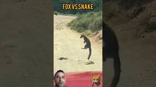 snake vs fox fox [upl. by Vashti]