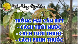 Chăm sóc mai vàng cần biết cách tưới nướctưới phânphun thuốc [upl. by Furie]