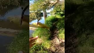 Foul Hooking a bass fishing bassfishing bass [upl. by Nennek710]