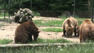 Bear fight at Brasov Zoo [upl. by Carlstrom]