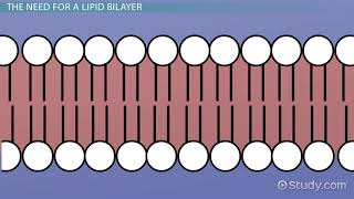 Lipid Bilayer Definition Structure amp Function [upl. by Beatrisa]