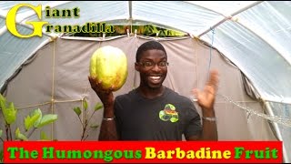 The Humongous Barbadine Fruit  Granadillia Fruit [upl. by Vladimar]