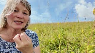 AGRIMONY  Herb of the Month [upl. by Docilu591]