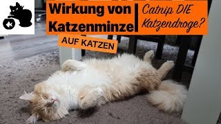 🔥Katzenminze schädlich Wirkung von Katzenminze auf Katzen  Catnip Kissen Spray [upl. by Nnylkcaj]