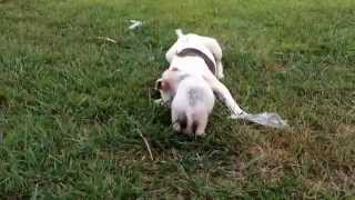 Hog Hunting done WRONG TUGGIT American Bulldogs in Tennessee [upl. by Huoh115]