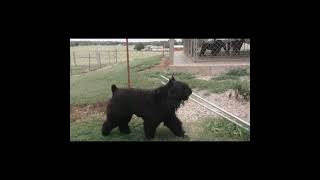 Stud Dog at the Farm bouvierdesflandres dogshorts doglife farmlife dogsofinstagram funnydogs [upl. by Rukna882]