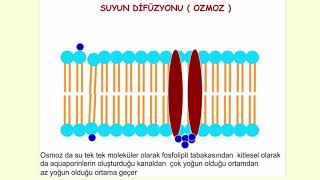 Hücre zarından madde geçişleri   ANİMASYON [upl. by Yznil]