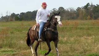 McCurdy Plantation Horse bay gelding 052 [upl. by Lleral]