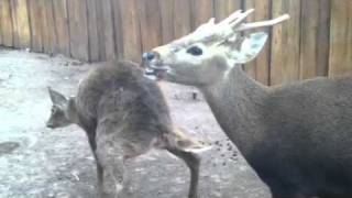 Calamian deer breeding behaviors [upl. by Aramac]