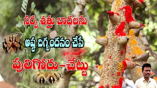 సర్వ శత్రు బాధలను అష్టదిగ్బంధనం చేసేపులి గోరు చెట్టు🎆Puligoru Chettu Chetabadi In Telugu [upl. by Aztirak211]