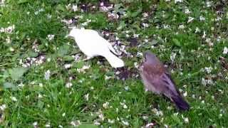 Leucistic Turdus pilaris  Fieldfare Björktrast [upl. by Eille754]