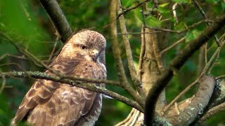 Buzzard On The Prowl and Hunting at Tehidy Woods Cornwall [upl. by Ellitnahc]